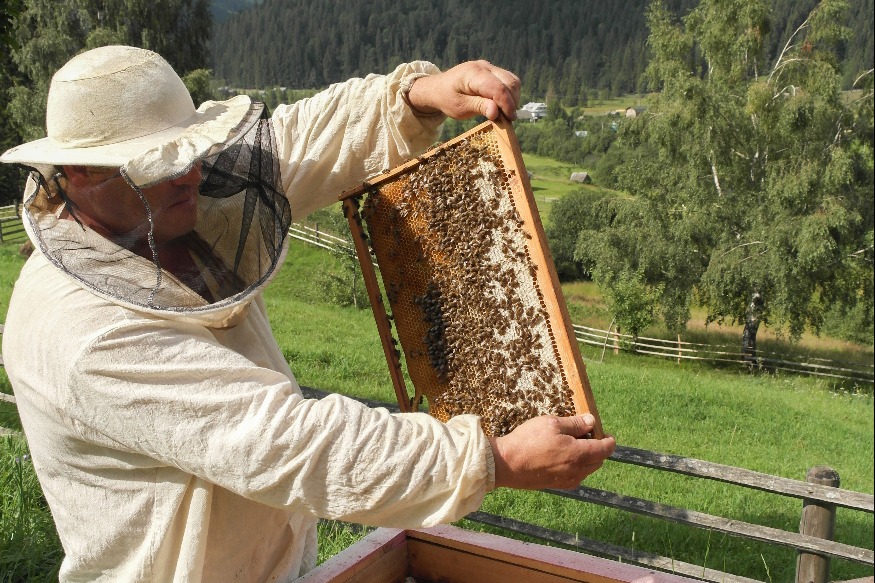 CANTAL - Fransylva et Apicantal s'engagent pour faciliter la production de miel en forêt privée